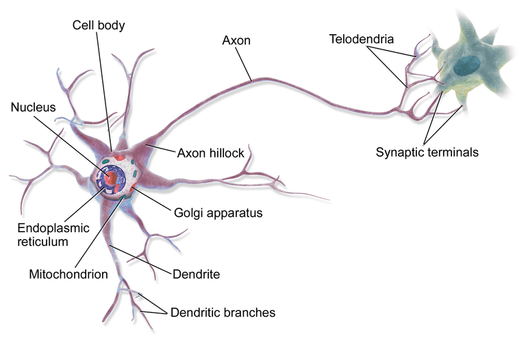 The Anatomy of Neuron